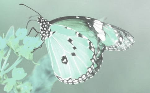 野生動植物宣傳總結