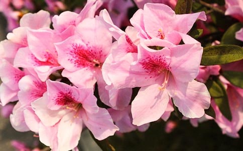 我愛杜鵑花作文