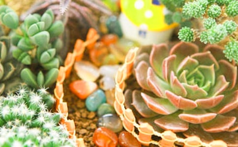 多肉觀察日記匯編15篇