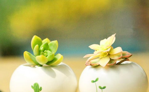 關(guān)于多肉的作文