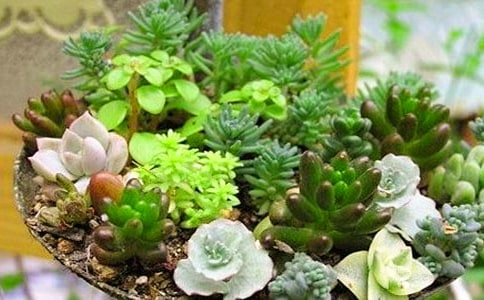 多肉觀察日記精選15篇