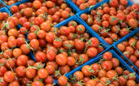 關(guān)于小番茄的作文(精選30篇)