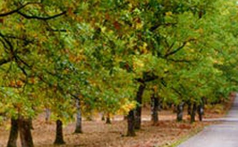 【熱門】迷人的風景作文4篇