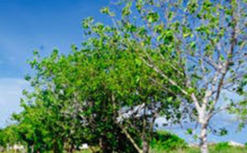 【精選】風(fēng)景優(yōu)秀作文400字4篇