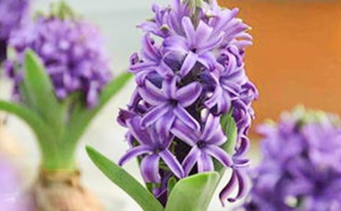 風(fēng)信子作文