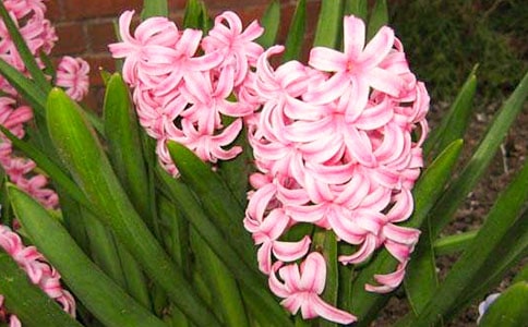 風信子觀察日記900字