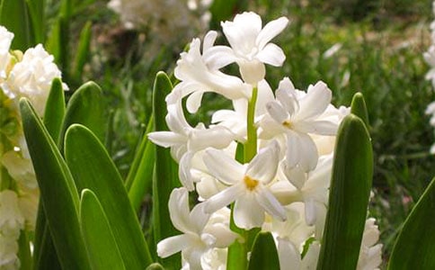 �����ԷN�L(f��ng)����