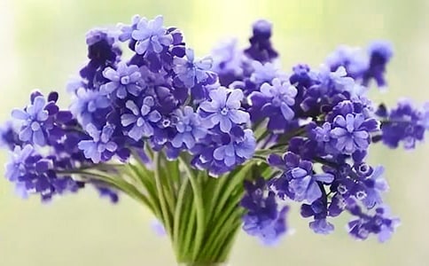 風信子作文(通用30篇)