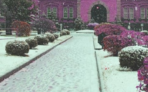 風(fēng)雪中的青松作文