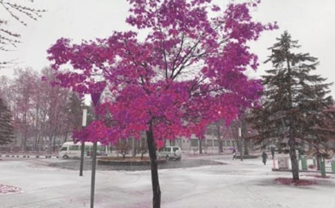 醉落時(shí)光的一季風(fēng)雪散文