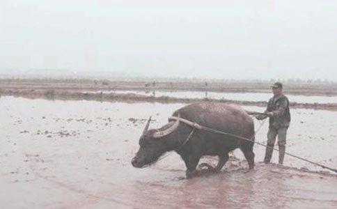 諸城有個(gè)喜耕田-記全國糧食生產(chǎn)大戶吳軍