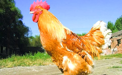 大班美術(shù)教案:創(chuàng)意公雞