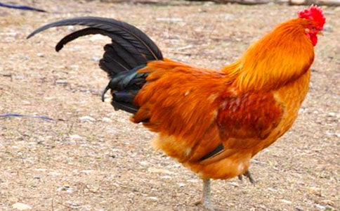 驕傲的大公雞作文15篇