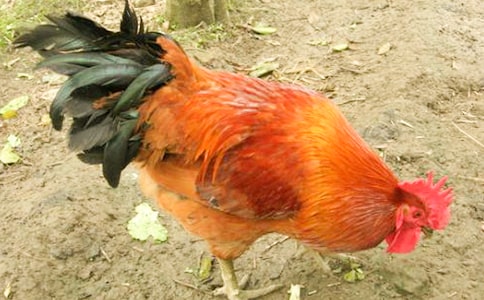 �а��w���̰���С���u��