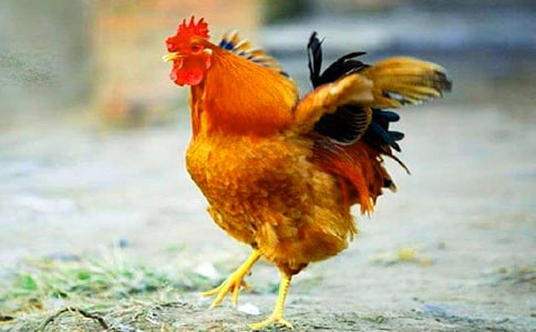 寫鐵公雞精選作文寫人600字以上