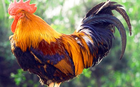 大公雞優(yōu)秀作文