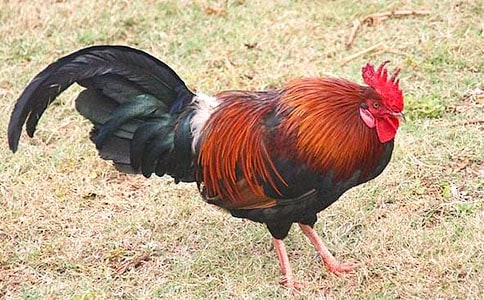 �P(gu��n)���BƤ�ļt���u��(y��u)������