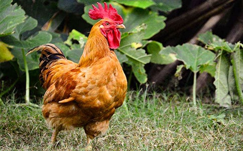 小公雞學(xué)會(huì)打鳴了作文