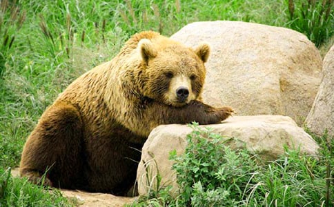 “英雄”變“狗熊”650字作文