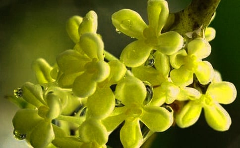 桂花樹(shù)的優(yōu)秀作文800字