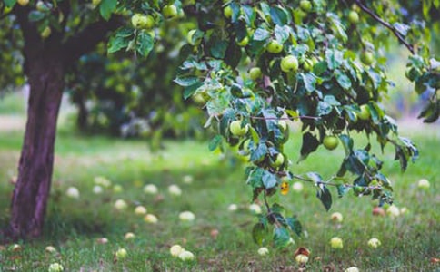 果園的作文600字4篇