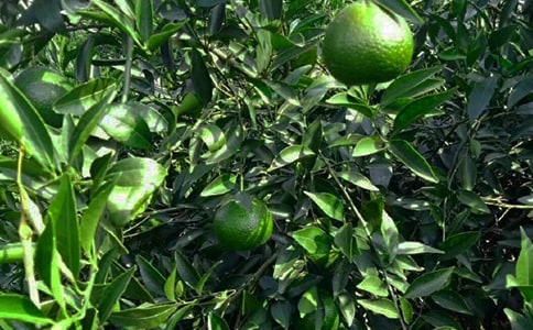 果園勞務(wù)用工合同范本