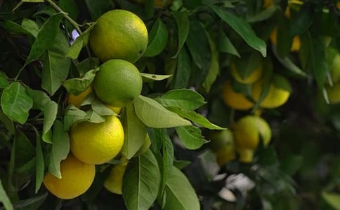 美麗的果園作文450字