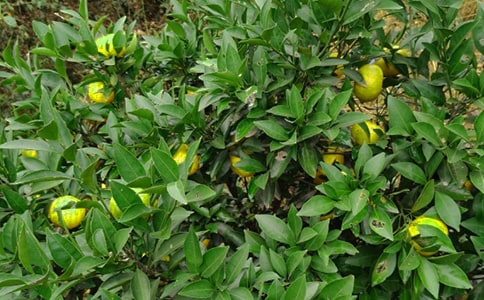 小豬逛果園小班美術(shù)活動(dòng)教案