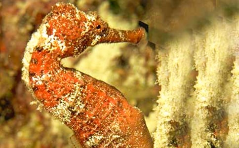 海馬爸爸的故事