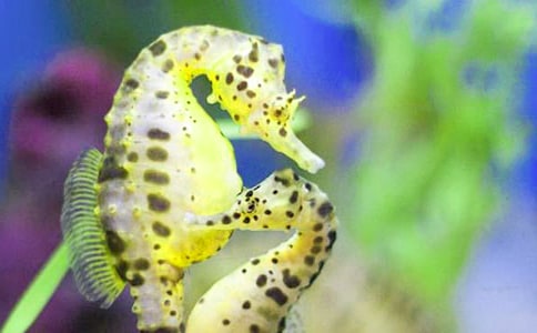 電點(diǎn)燃致癎大鼠海馬TNF-α mRNA表達(dá)和細(xì)胞凋亡觀察