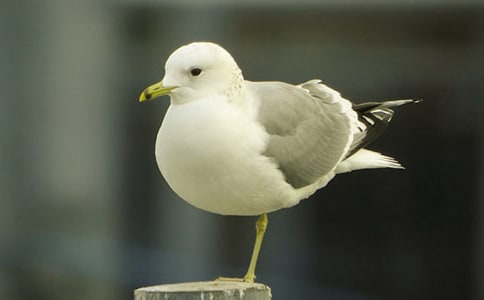 �茑���t�����ģ�ͨ��22ƪ��