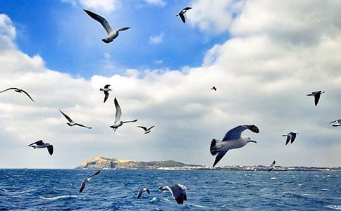 2022《海鷗喬納森》讀后感