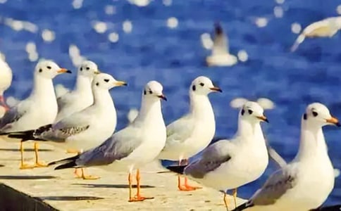 ���t:�Y(ji��)���Ї��Ļ�