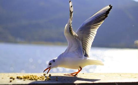 ���w�������t���̰�