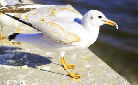 (��(y��u))���t�̼{ɭ���x���15ƪ