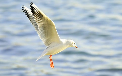 海鷗老人的故事