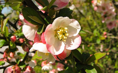 關(guān)于海棠花的作文300字(精選90篇)