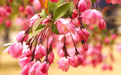 ����Ŀ�еĺ��Ļ�����