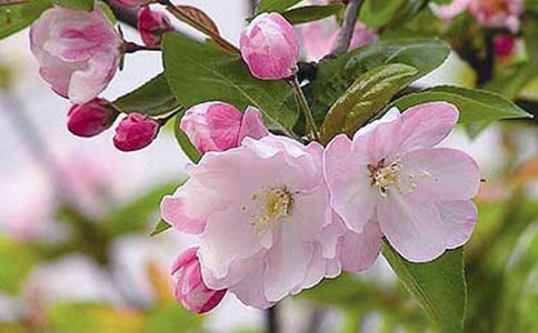 絢爛的海棠作文