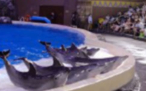 海豚的介紹作文