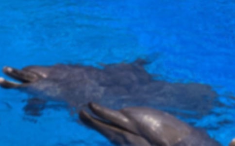 ����С��������