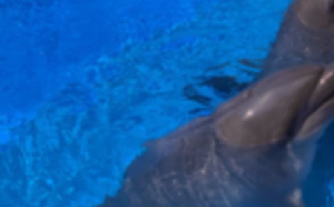 關(guān)于海豚的作文(精選29篇)