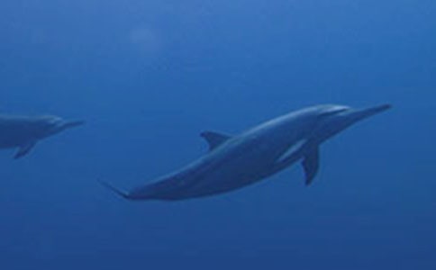 白海豚公主小學(xué)日記