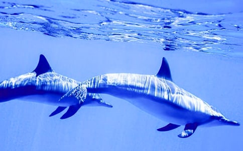 �{(l��n)ɫ���������300��