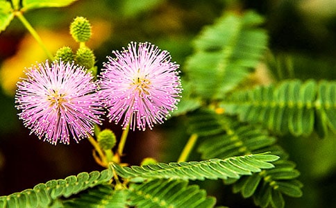 �P(gu��n)�ڌ����߲ݵă�(y��u)������