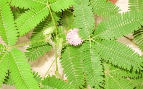 ��(sh��)�õĺ��߲�С�W(xu��)����4ƪ