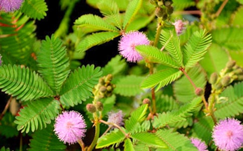 觀察日記含羞草