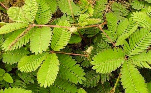 含羞草作文500字