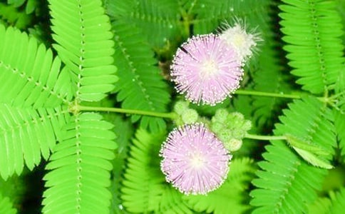 ���߲�����