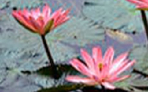 描寫荷花的作文400字